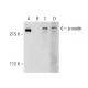 p-nestin Antibody (A-4) - Western Blotting - Image 284479 