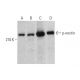 p-nestin Antibody (A-4) - Western Blotting - Image 352375