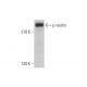 p-nestin Antibody (A-4) - Western Blotting - Image 353362 