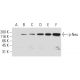 p-ErbB2/HER2 Antibody (9E10) - Western Blotting - Image 62935