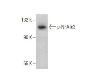 p-NFATc3 Antibody (H-2) - Western Blotting - Image 353252 