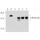 western blotting image from recommended p-NFκB p50 (A-8) monoclonal antibody replacement. Image 130261