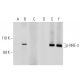 p-NHE-3 Antibody (10A8) - Western Blotting - Image 135376