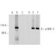 p-NHE-3 Antibody (14D5) - Western Blotting - Image 135379