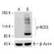 p-eNOS Antibody (pS633.37) - Western Blotting - Image 413451