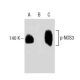 p-eNOS Antibody (pT495.33) - Western Blotting - Image 138268 