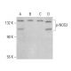 p-eNOS Antibody (pT495.33) - Western Blotting - Image 375366 