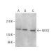 p-eNOS Antibody (pT495.33) - Western Blotting - Image 376236