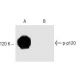p-p120 Antibody (pS268.9A) - Western Blotting - Image 133245 