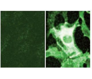 p-p120 Antibody (pY280.18) - Immunofluorescence - Image 60654 