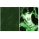 p-p120 Antibody (pY280.18) - Immunofluorescence - Image 60654 