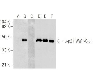 p-Waf1/Cip1/CDKN1A p21 Antibody (C-8) - Western Blotting - Image 158278