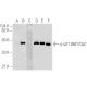 p-Waf1/Cip1/CDKN1A p21 Antibody (C-8) - Western Blotting - Image 158278