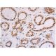 p-Waf1/Cip1/CDKN1A p21 Antibody (D-4) - Immunohistochemistry - Image 347993 