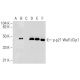 p-Waf1/Cip1/CDKN1A p21 Antibody (D-4) - Western Blotting - Image 158280