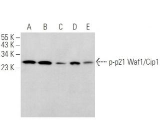 western blotting image from recommended p-Waf1/Cip1/CDKN1A p21 (D-4) monoclonal antibody replacement. Image 375523