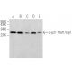 western blotting image from recommended p-Waf1/Cip1/CDKN1A p21 (D-4) monoclonal antibody replacement. Image 375523