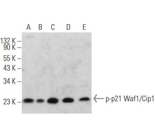 western blotting image from recommended p-Waf1/Cip1/CDKN1A p21 (D-6) monoclonal antibody replacement. Image 370885
