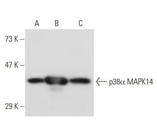p-p38 MAPK Antibody (D-8) - Western Blotting - Image 44006 