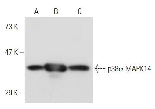 p-p38 MAPK Antibody (D-8) | SCBT - Santa Cruz Biotechnology