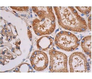 p-p38-antibody-e-1-western-