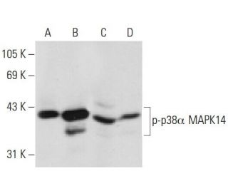 s. 様 p-p38 MAPK抗体(E-1) | SCBT - Santa Cruz Biotechnology