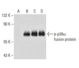 p-p38-antibody-e-1-western-