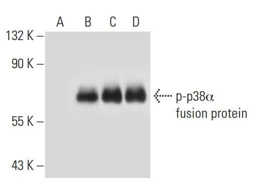 p-p38 MAPK抗体(E-1) | SCBT - Santa Cruz Biotechnology