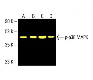 fujisusakiページ p-p38 MAPK抗体(E-1) | SCBT - Santa Cruz Biotechnology