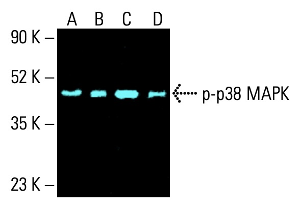 p-p38 MAPK抗体(E-1) | SCBT - Santa Cruz Biotechnology
