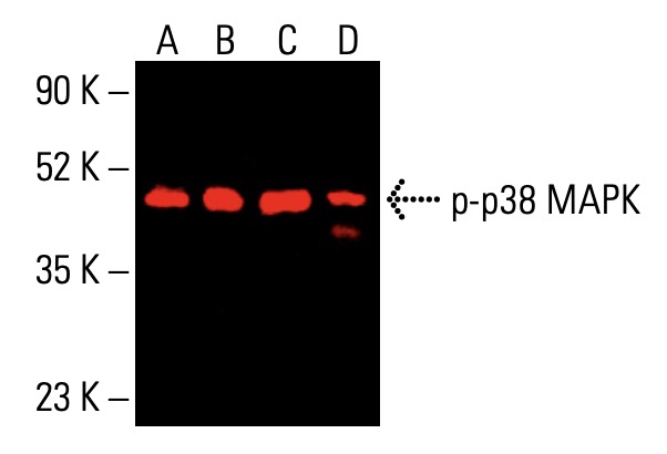 fujisusakiページ p-p38 MAPK抗体(E-1) | SCBT - Santa Cruz Biotechnology