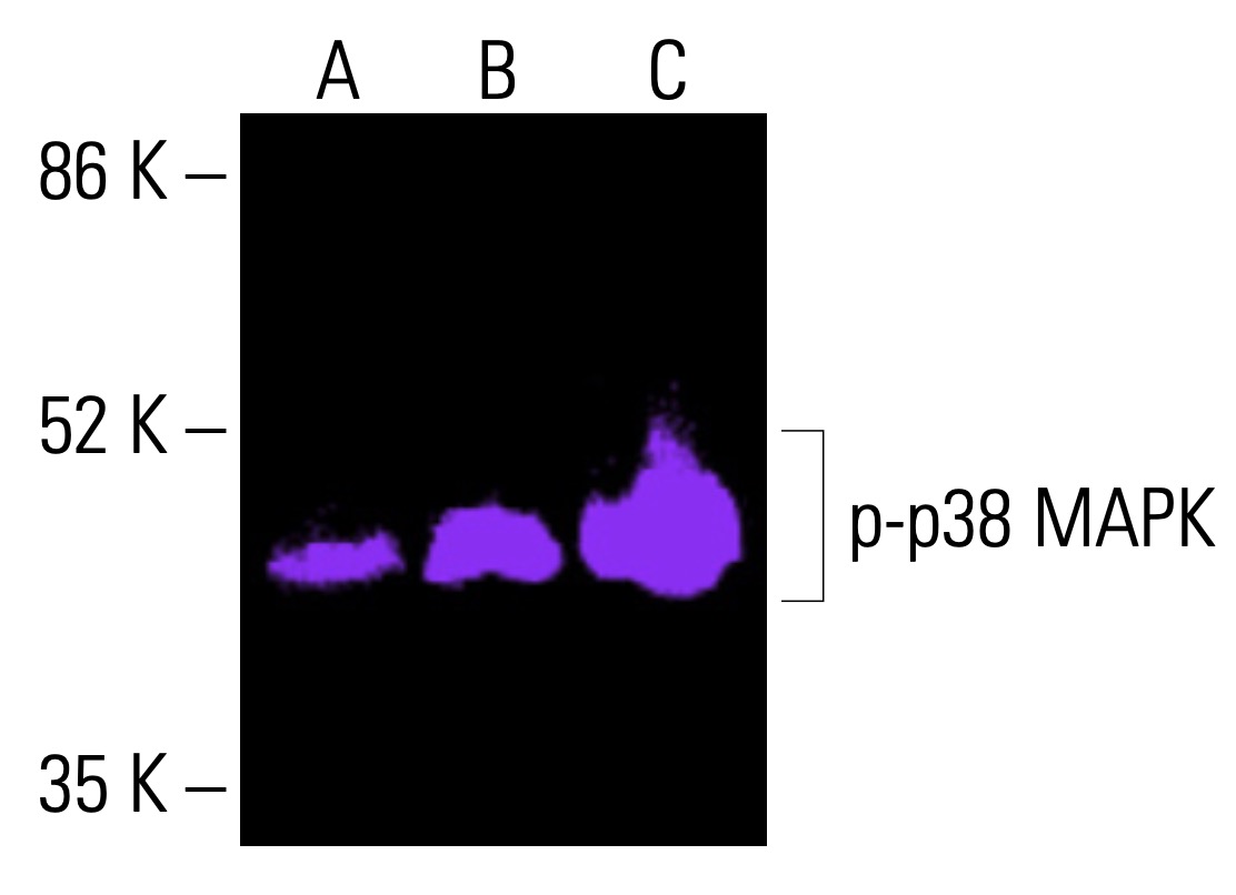 p-p38 MAPK Antibody (E-1) | SCBT - Santa Cruz Biotechnology