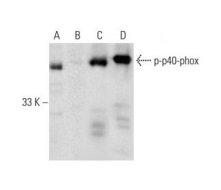 p-p40-phox Antibody (B-8) - Western Blotting - Image 290728 