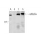 p-p40-phox Antibody (B-8) - Western Blotting - Image 290728 