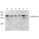 p-p40-phox Antibody (B-8) - Western Blotting - Image 382779 