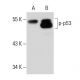 p-p53 Antibody (3H2806) - Western Blotting - Image 48945
