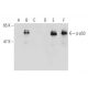 p-p53 Antibody (59.Ser 315) - Western Blotting - Image 128735 