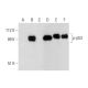p-p53 Antibody (B-12) - Western Blotting - Image 296258 