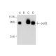 p-p53 Antibody (F-11) - Western Blotting - Image 296061