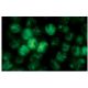 p-p53 Antibody (FP3.2) - Immunofluorescence - Image 48433 