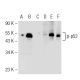p-p53 Antibody (FPS392) - Western Blotting - Image 72002