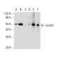 western blotting image from recommended p-p53 (FP3.2) monoclonal antibody replacement. Image 72004