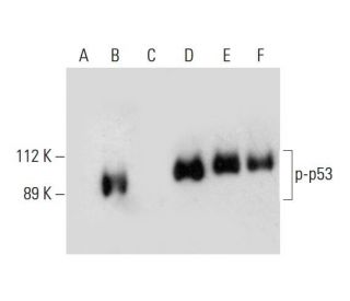 western blotting image from recommended p-p53 (D-9) monoclonal antibody replacement. Image 299325
