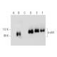 western blotting image from recommended p-p53 (D-9) monoclonal antibody replacement. Image 299325