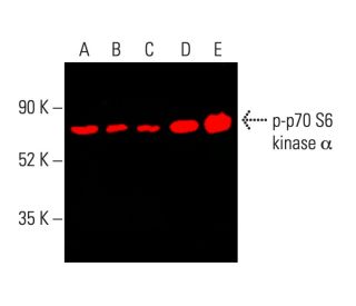 p-p70 S6 kinase/S6K1 Antibody (A-6) | SCBT - Santa Cruz p-p70 S6 kinase/S6K1 Antibody (A-6) | SCBT - Santa Cruz