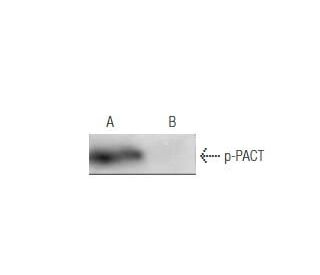 p-PACT Antibody (HL1921) - Western Blotting - Image 47891