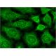 p-paxillin Antibody (A-5) - Immunofluorescence - Image 145166 