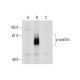 p-paxillin Antibody (A-5) - Western Blotting - Image 139002