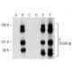 p-PDGF Receptor beta/PDGFRB Antibody (H-8) - Western Blotting - Image 148883 