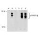 western blotting image from recommended p-PDGF Receptor beta/PDGFRB (F-10) monoclonal antibody replacement. Image 141665